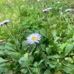 Bellis sylvestris habit picture by Marie-Claude Darnajou (cc-by-sa)