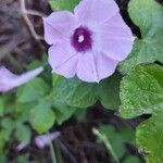 Ipomoea cordatotriloba flower picture by Chris Griggs (cc-by-sa)