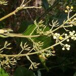 Sloanea zuliaensis flower picture by Nelson Zamora Villalobos (cc-by-nc)