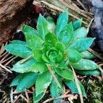 Sempervivum globiferum leaf picture by Ornel Jokerrr83 (cc-by-sa)