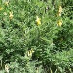 Astragalus penduliflorus flower picture by Marc Fily (cc-by-sa)