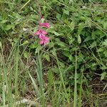 Gladiolus dubius habit picture by Sylvain Piry (cc-by-sa)