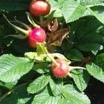 Rosa rugosa fruit picture by arly communier (cc-by-sa)