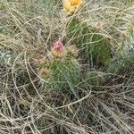 Opuntia polyacantha flower picture by Clint Grierson (cc-by-sa)