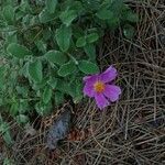 Cistus creticus habit picture by Tolga COSKUN (cc-by-sa)