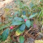 Gaultheria procumbens fruit picture by David Hill (cc-by-sa)