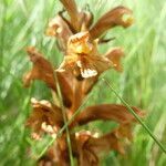 Orobanche teucrii flower picture by Manon Bounous (cc-by-sa)