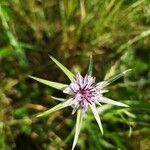 Geropogon hybridus flower picture by Rosa Westfierld (cc-by-sa)