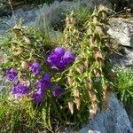 Campanula speciosa habit picture by Francois Mansour (cc-by-sa)