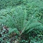 Polystichum aculeatum leaf picture by Daniel Bourget (cc-by-sa)