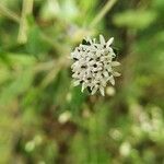 Lagascea mollis flower picture by Rajendra Rajendra Choure (cc-by-sa)