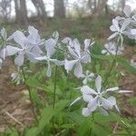 Phlox divaricata flower picture by Anthony Godoy (cc-by-sa)