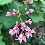 Ribes sanguineum flower picture by Gaby R (cc-by-sa)