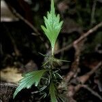 Phyllocladus hypophyllus leaf picture by Daniel Barthelemy (cc-by-nc)