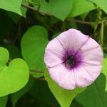 Ipomoea tiliacea leaf picture by SINAC Pérez Greivin (cc-by-sa)