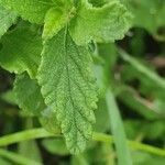 Lippia javanica leaf picture by susan brown (cc-by-sa)