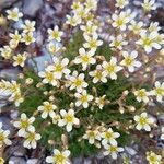 Saxifraga exarata flower picture by marie lacharme (cc-by-sa)