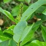 Salix glabra leaf picture by Jani Zadrgal (cc-by-sa)