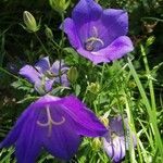 Campanula carpatica flower picture by Zsolt Istvan (cc-by-sa)