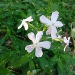 Saponaria officinalis flower picture by Spaggiari Samantha (cc-by-sa)