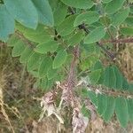 Robinia viscosa leaf picture by Alexander Baransky (cc-by-sa)