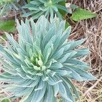 Euphorbia characias leaf picture by carmine (cc-by-sa)