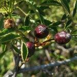 Rosa agrestis fruit picture by MOLLA RAFA (cc-by-sa)