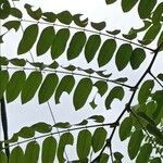 Cassia javanica leaf picture by Yathish Rao (cc-by-sa)