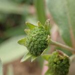 Eclipta prostrata fruit picture by Sylvain Piry (cc-by-sa)