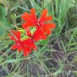 Silene chalcedonica flower picture by Снядовская Анна (cc-by-sa)