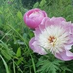 Paeonia mascula flower picture by Maureen Lecoq (cc-by-sa)