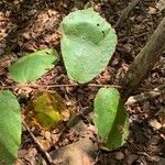 Luehea candida leaf picture by Juan Carlos Ordonez (cc-by-sa)