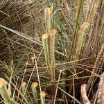 Jamesonia goudotii habit picture by Fabien Anthelme (cc-by-sa)