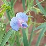 Lathyrus sativus flower picture by Mehmet Basbag (cc-by-sa)