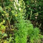 Aconitum lycoctonum habit picture by Dieter Albrecht (cc-by-sa)