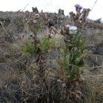 Senecio purpureus habit picture by Fabien Anthelme (cc-by-sa)