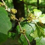 Hamamelis virginiana flower picture by Bruce Winter (cc-by-sa)