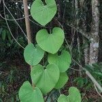 Aristolochia labiata leaf picture by Thiago Flores Flores (cc-by-sa)