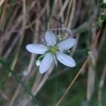 Arenaria hispida flower picture by Jean-François Molino (cc-by-sa)