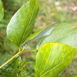 Erythrina globocalyx leaf picture by Nelson Zamora Villalobos (cc-by-nc)