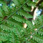 Dryopteris dilatata flower picture by Pierre LEON (cc-by-sa)