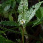 Anchusa aegyptiaca flower picture by Eleftherios (cc-by-sa)