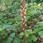 Corallorhiza maculata flower picture by Randy Huey (cc-by-sa)