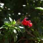 Salvia microphylla habit picture by Manuel Hernández (cc-by-sa)