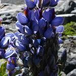 Lupinus altimontanus flower picture by Fabien Anthelme (cc-by-sa)