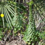 Umbilicus horizontalis habit picture by Martin Bishop (cc-by-sa)