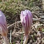 Crocus corsicus flower picture by Maarten Vlas (cc-by-sa)