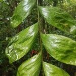 Chamaedorea pinnatifrons leaf picture by Raul Vaquer (cc-by-sa)