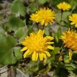 Crepis sancta flower picture by pas durdu (cc-by-sa)