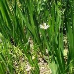 Iris virginica habit picture by Brad Kelley (cc-by-sa)